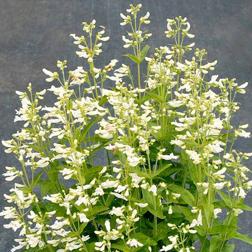 Penstemon Nova Pearl - Galane (Flowering)