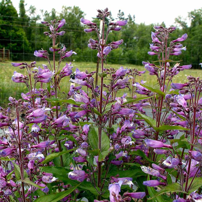 Penstemon Nova Twilight - Galane (Flowering)