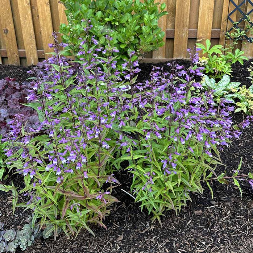 Penstemon Nova Twilight - Galane (Plant habit)
