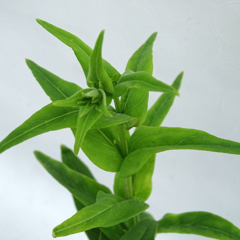 Penstemon Polaris Rose - Galane (Foliage)