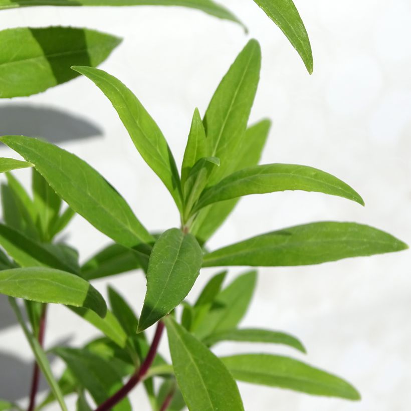 Penstemon Purple Passion - Galane  (Foliage)