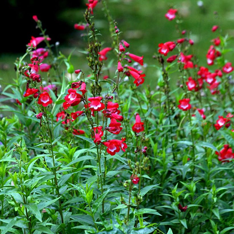 Penstemon hybride Rubicundus - Galane (Flowering)
