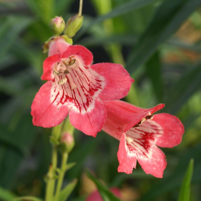 Penstemon Souvenir d'Adrien Régnier - Galane (Flowering)