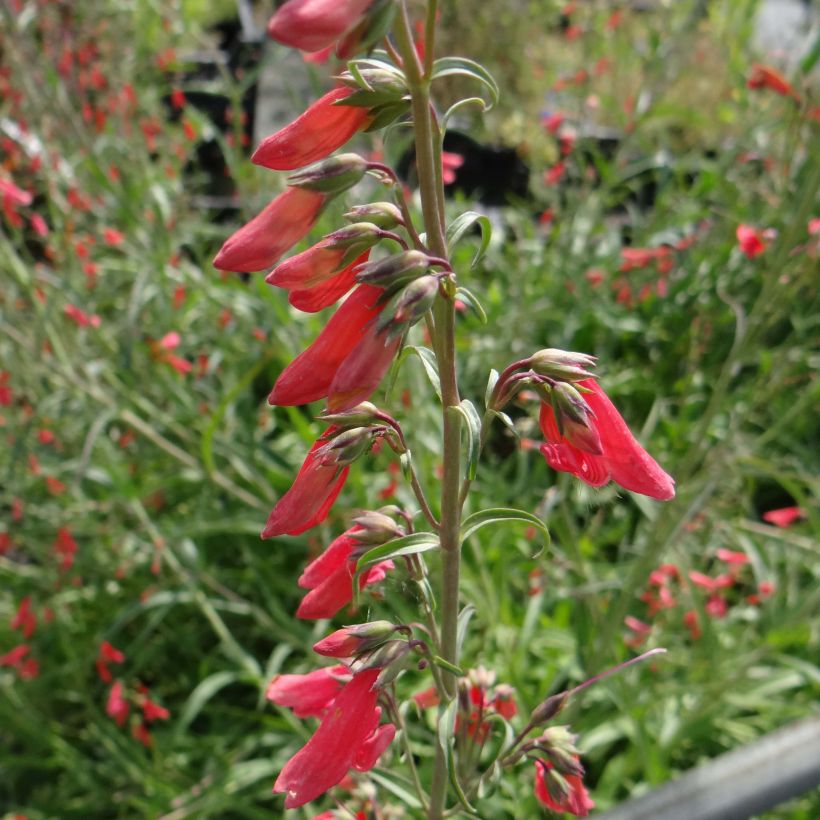 Penstemon barbatus Coccineus - Galane (Flowering)