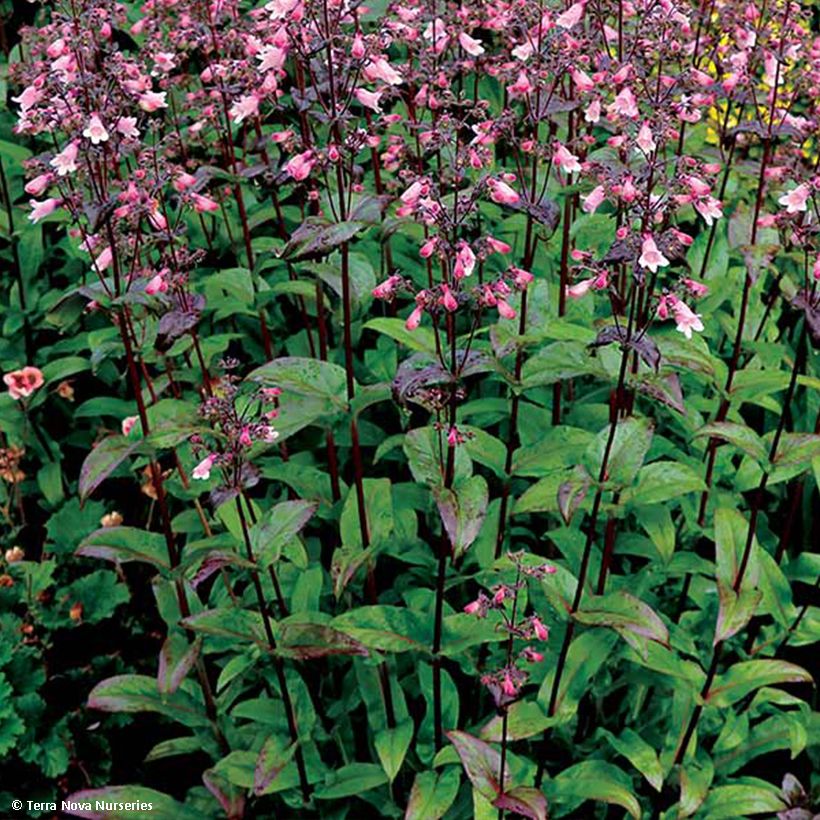 Penstemon digitalis Dakota Verde (Foliage)