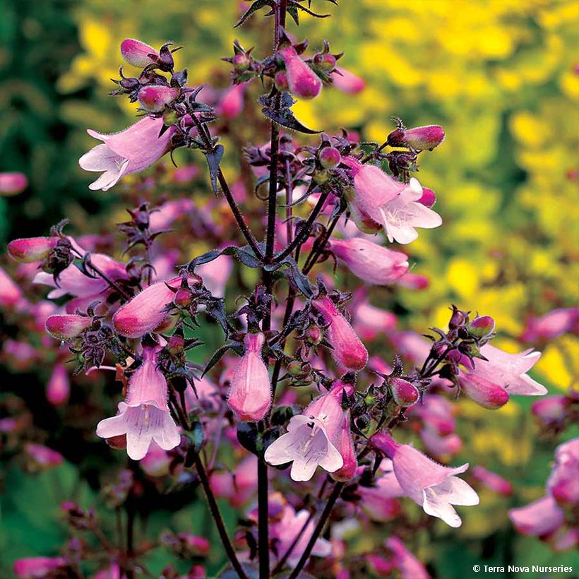 Penstemon digitalis Dakota Verde (Flowering)