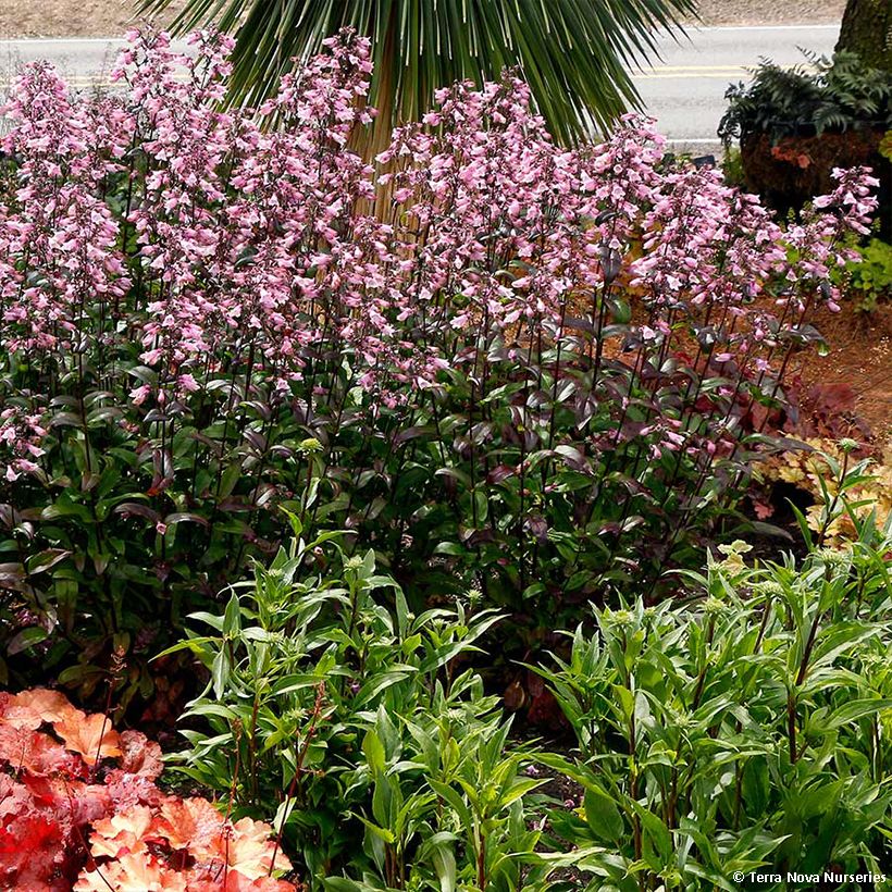 Penstemon digitalis Dakota Verde (Plant habit)