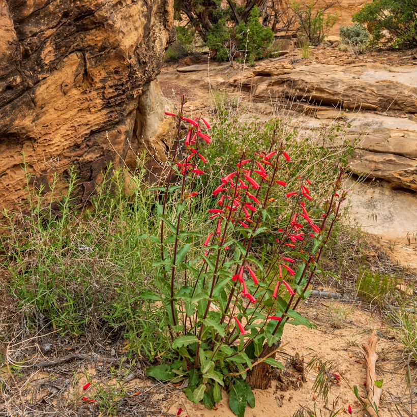 Penstemon eatonii - Penstémon d'Eaton, galane (Plant habit)