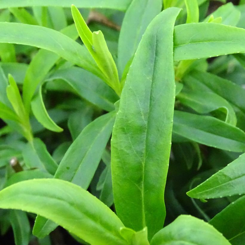 Penstemon hybride Alice Hindley - Galane (Foliage)