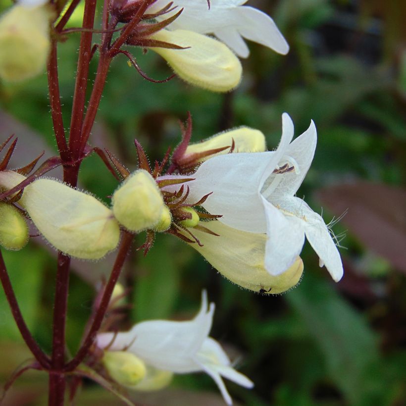 Penstemon hybride Husker Red - Galane (Flowering)