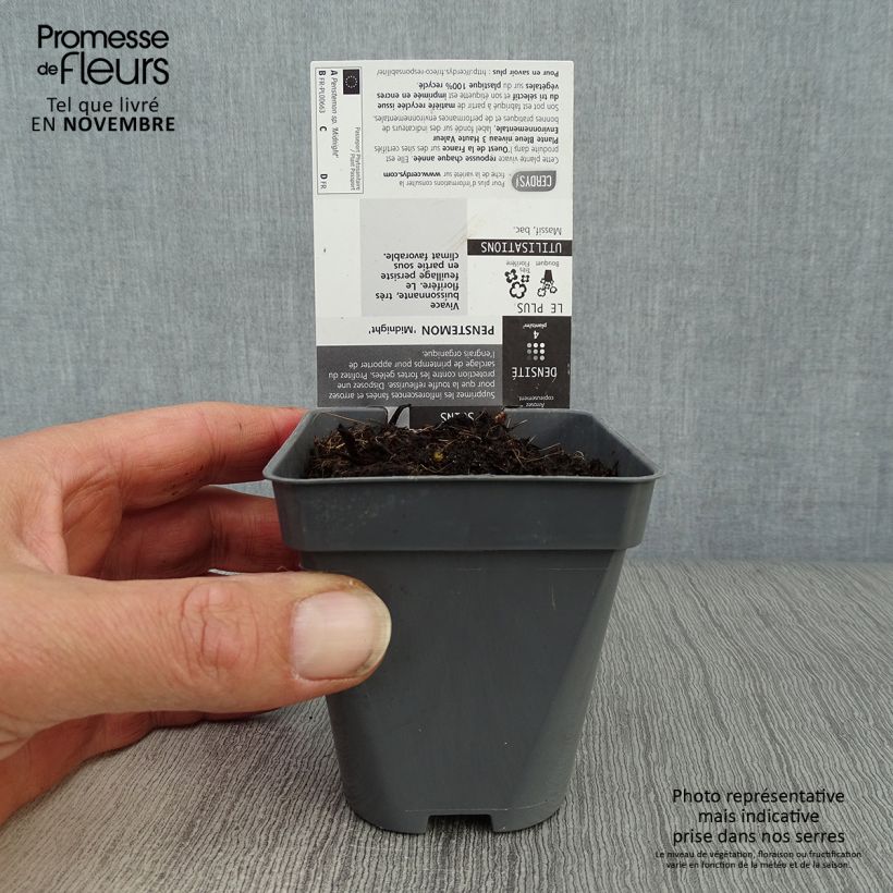 Example of Penstemon hybride Midnight - Galane Godet de 8/9 cm as you get in automne