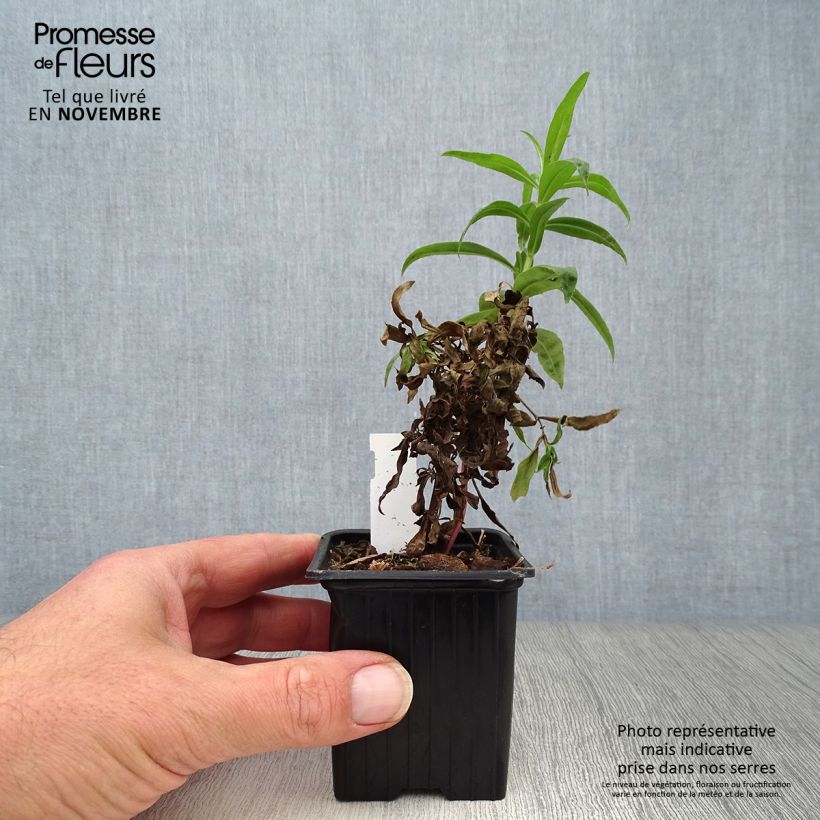 Example of Penstemon hybride Russian River - Galane Godet de 8/9 cm as you get in automne