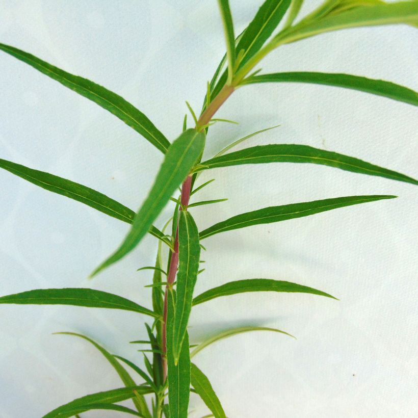Penstemon hybride Schoenholzeri - Galane (Foliage)