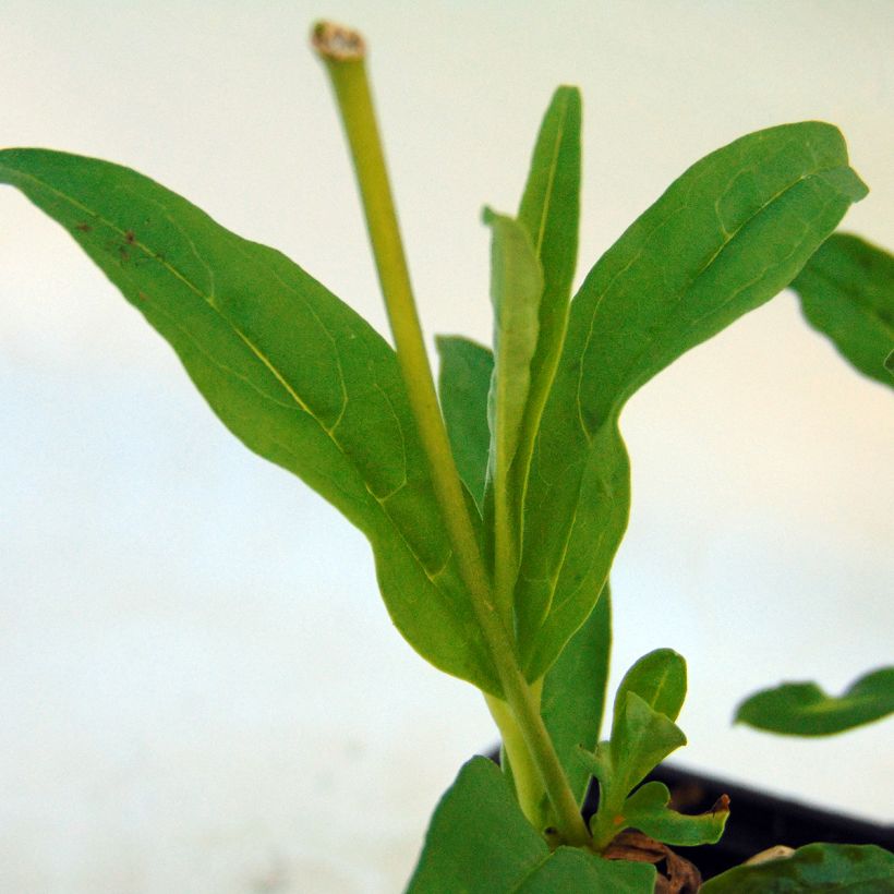 Penstemon hybride White Bedder - Galane (Foliage)