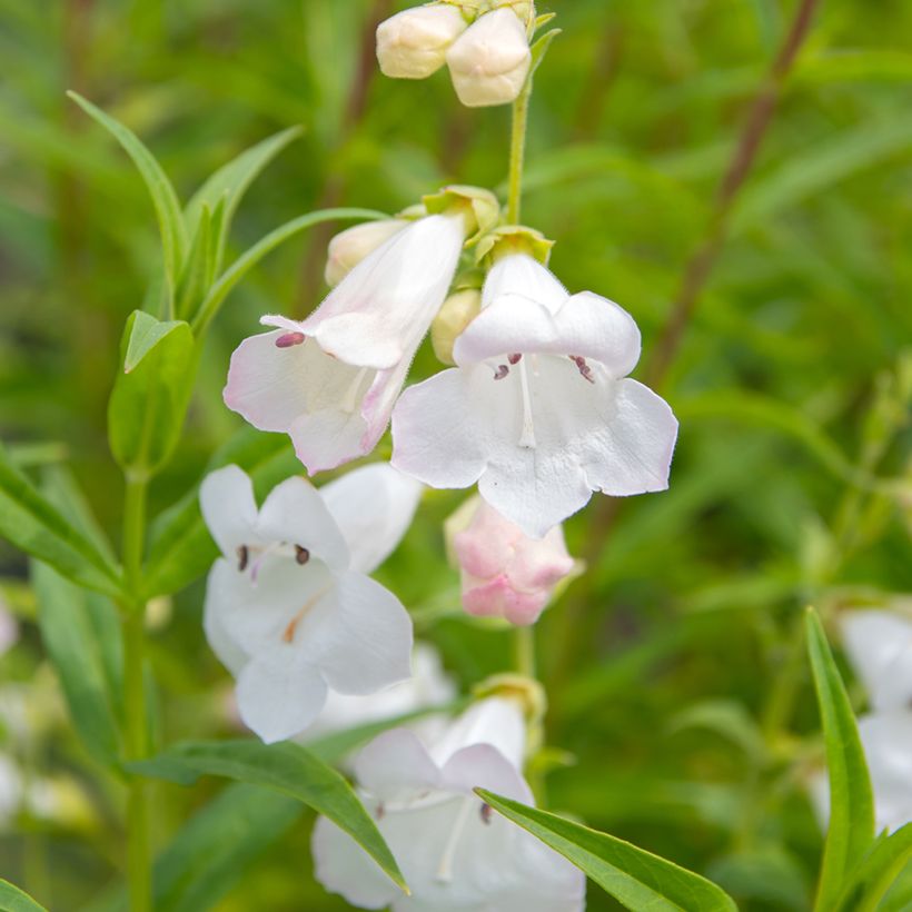 Penstemon hybride White Bedder - Galane (Flowering)