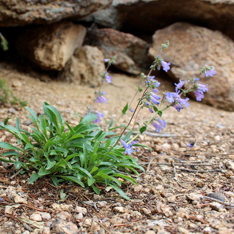 Penstemon virens - Galane (Plant habit)