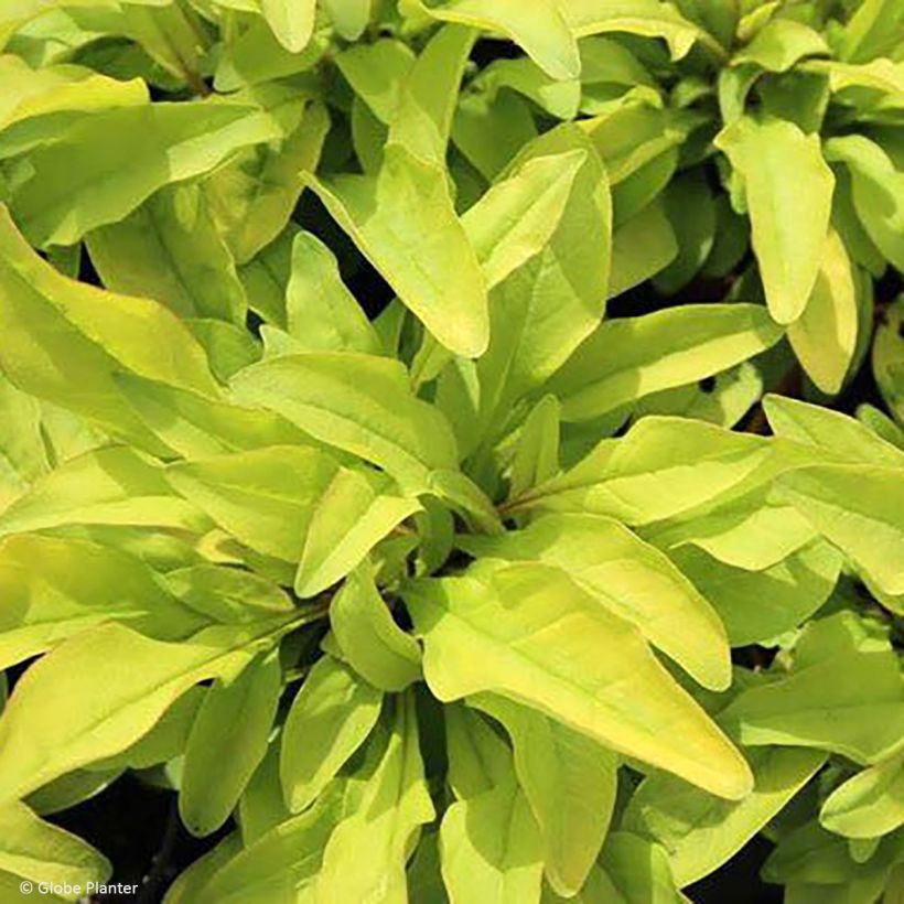 Penstemon digitalis Goldfinger - Galane (Foliage)