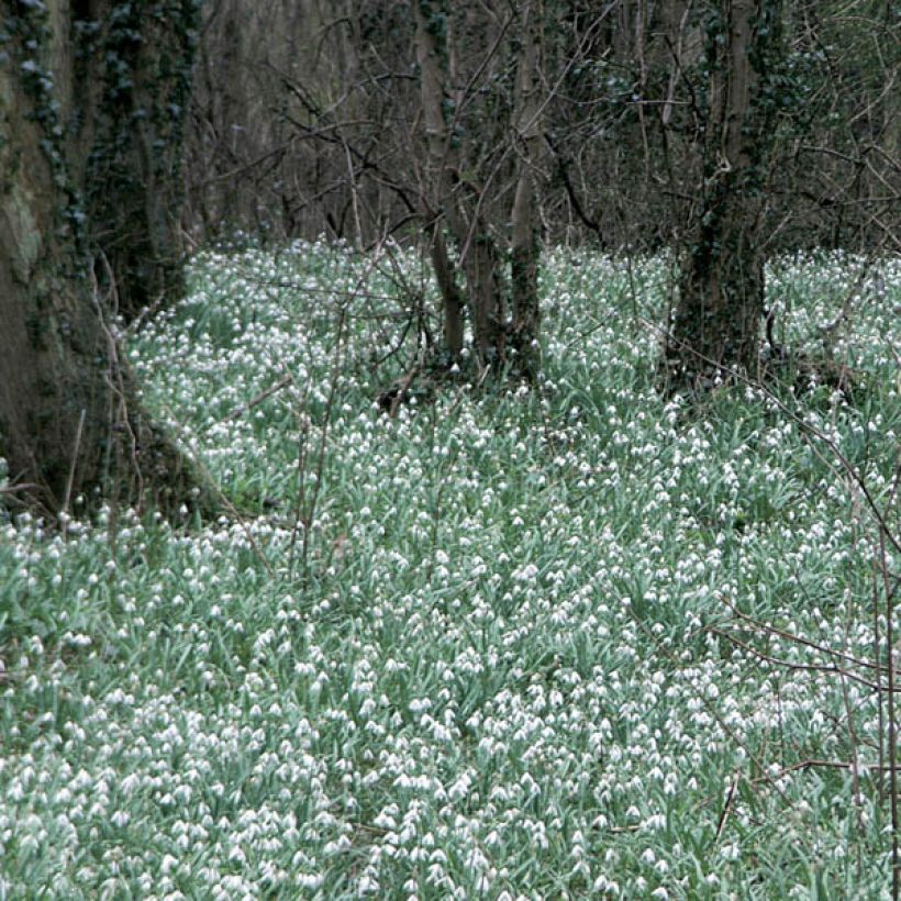 Perce-neige - Galanthus elwesii (Plant habit)