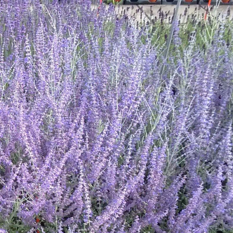 Perovskia atriplicifolia Blue Steel (Flowering)
