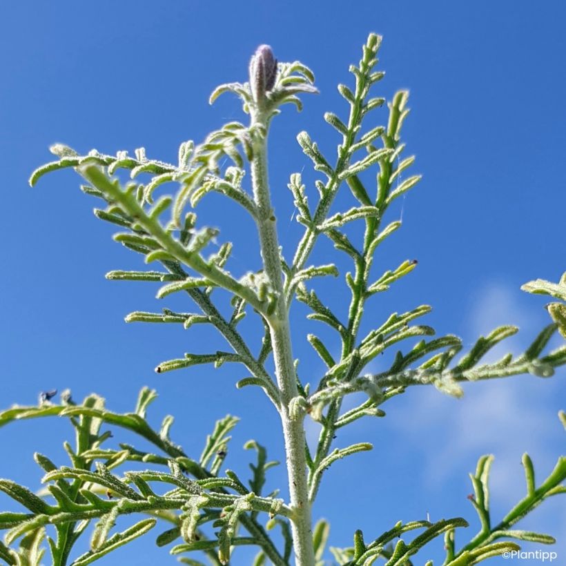 Perovskia atriplicifolia Feathery Blue - Sauge d'Afghanistan (Foliage)