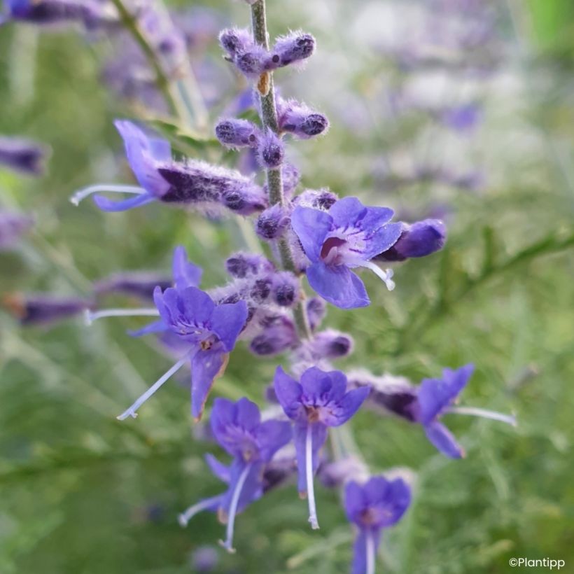 Perovskia atriplicifolia Feathery Blue - Sauge d'Afghanistan (Flowering)