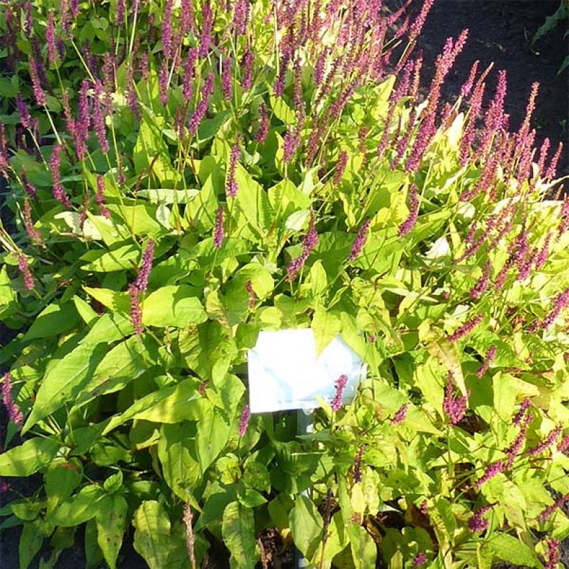 Renouée - Persicaria amplexicaulis Golden Arrow (Flowering)