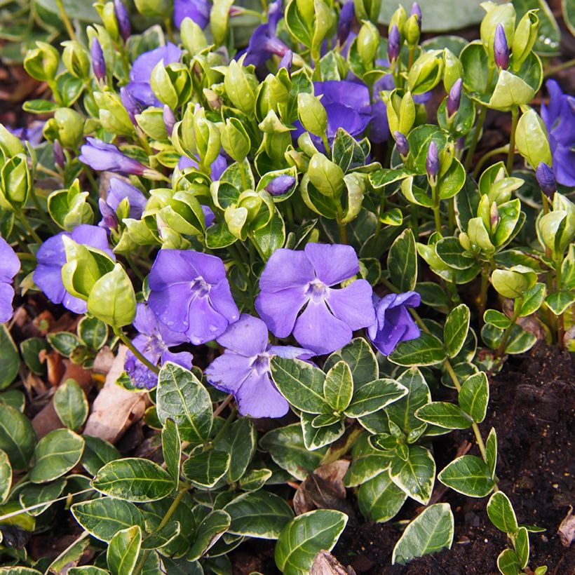 Pervenche à petite fleurs - Vinca minor Ralph Shugert -  (Plant habit)