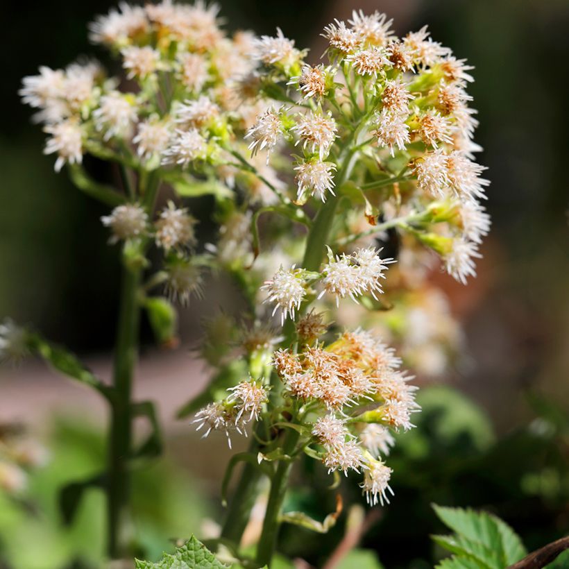 Petasites hybridus (Flowering)