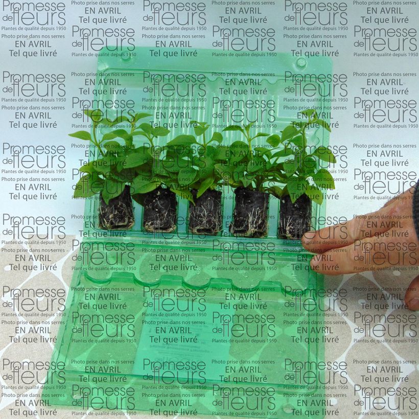 Example of Pétunia Supertunia Vista Bubblegum Mini-motte Ø 3/4 cm as you get