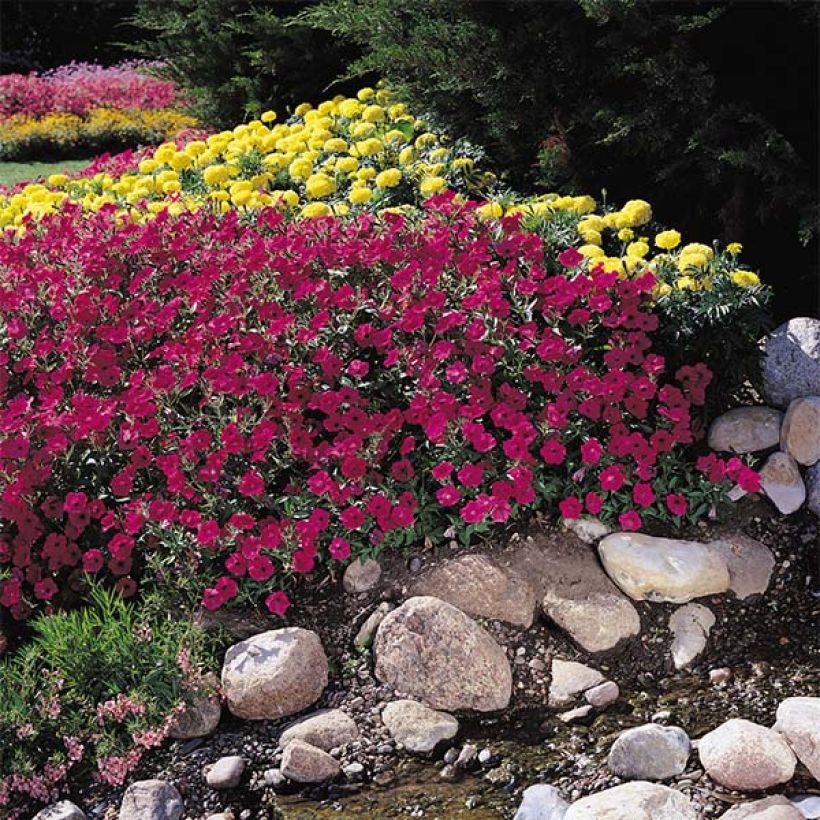 Pétunia Tidal Wave F1 Cherry (Plant habit)