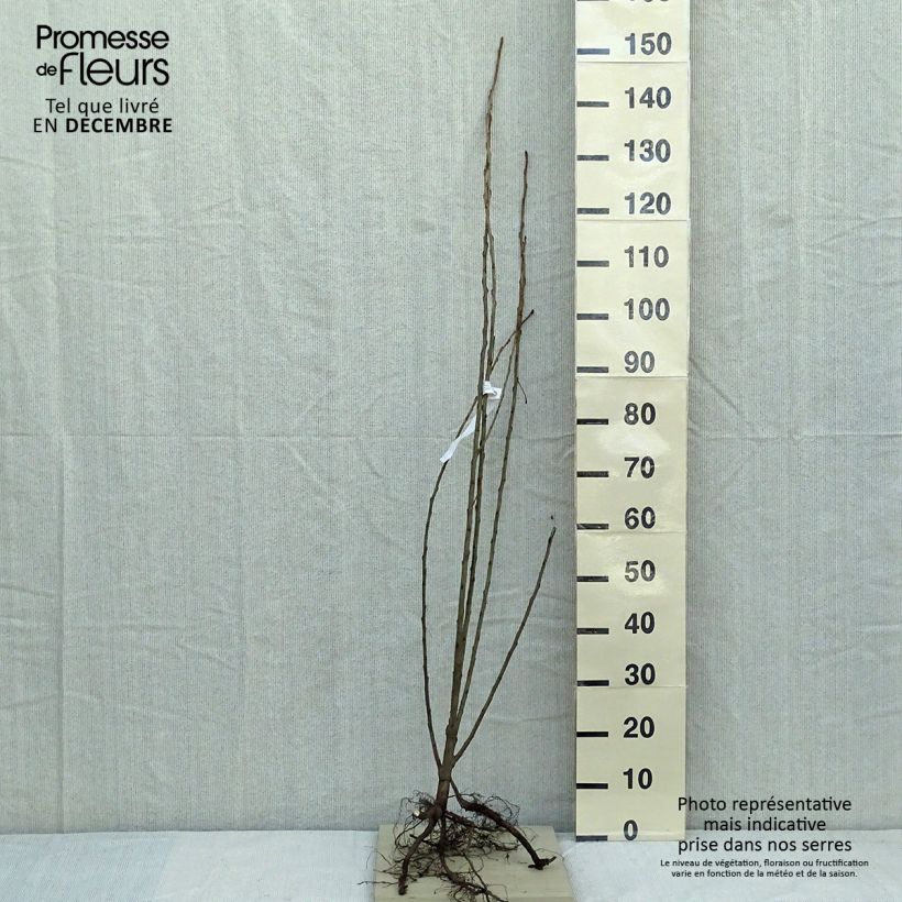 Example of Peuplier d'Italie - Populus nigra Italica Petites Racines nues as you get in hiver