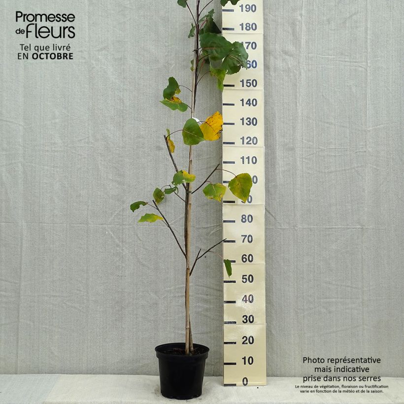 Example of Peuplier pourpre - Populus deltoides Purple Tower Pot de 4L/5L as you get in automne