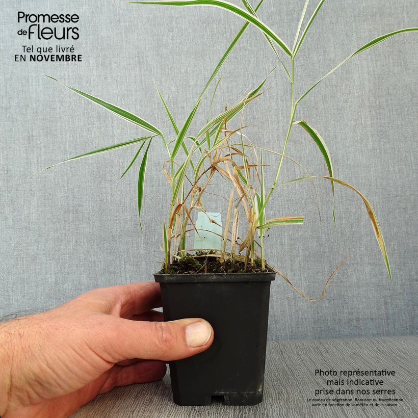 Example of Phalaris arundinacea Picta - Alpiste faux-roseau  Godet de 8/9 cm as you get in automne