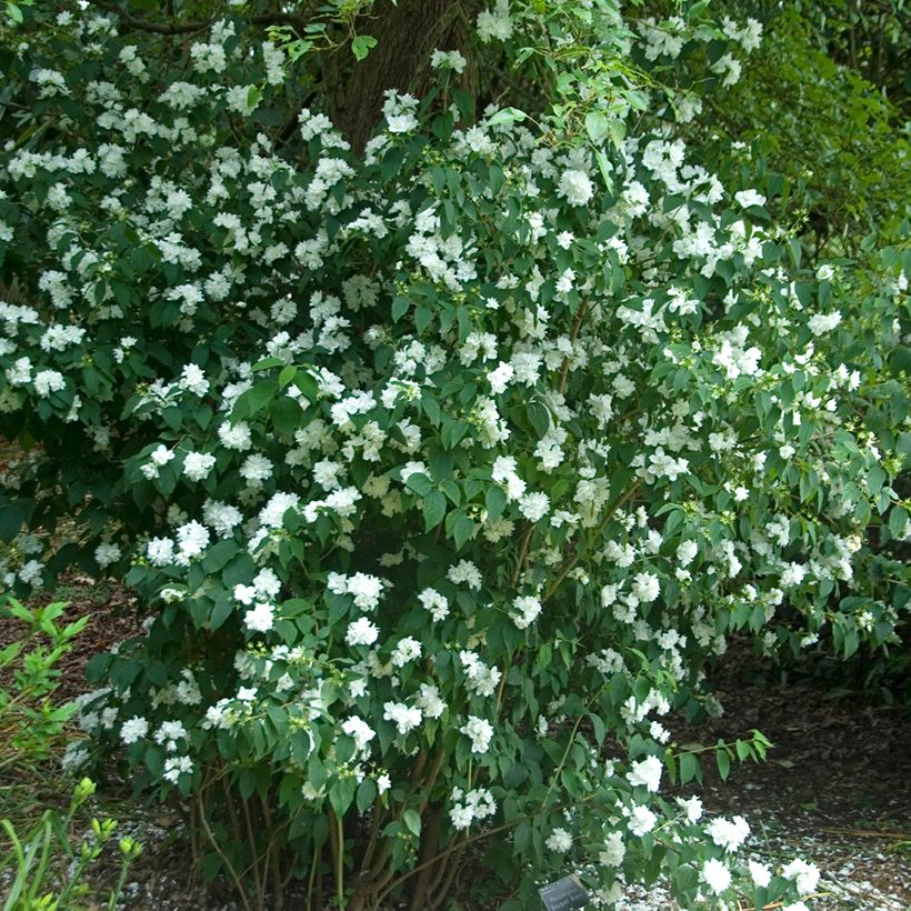 Philadelphus Bouquet Blanc - Seringat (Plant habit)