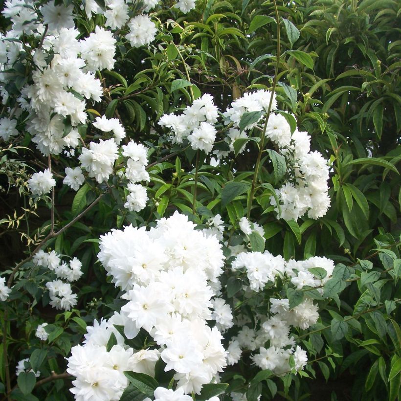 Seringat - Philadelphus Frosty Morn (Flowering)