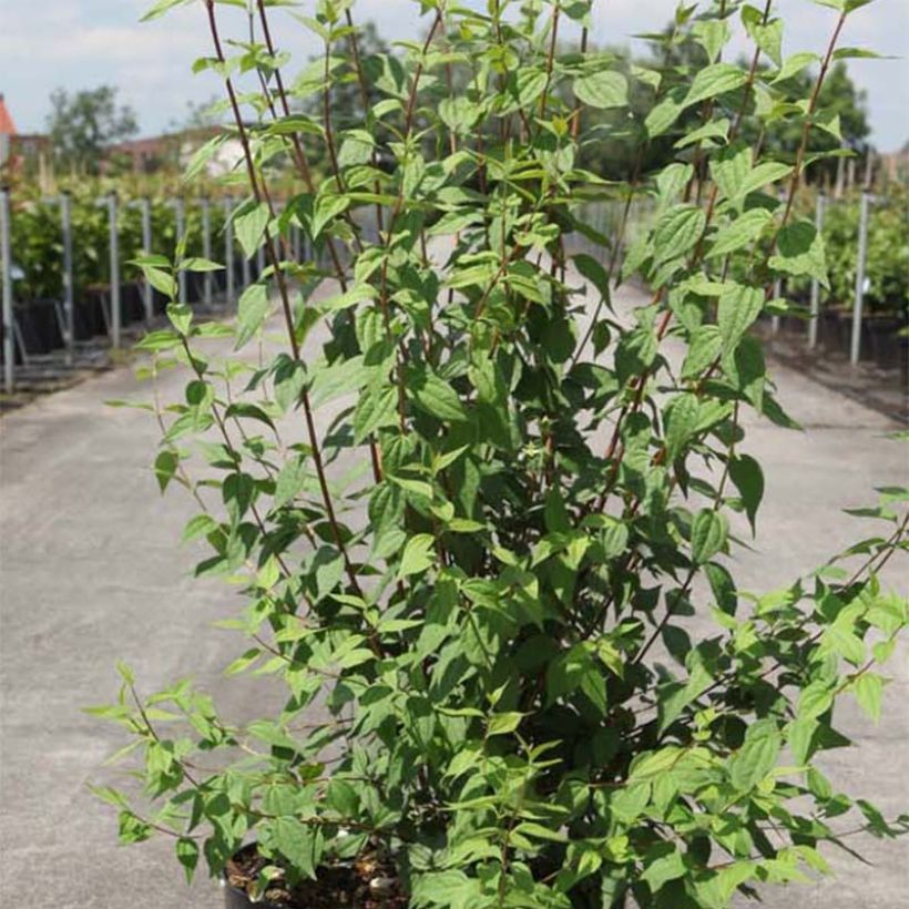 Seringat de Lemoine - Philadelphus Lemoinei (Foliage)