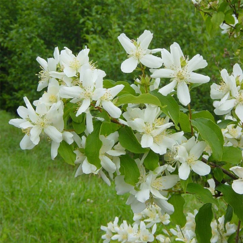 Seringat de Lemoine - Philadelphus Lemoinei (Flowering)