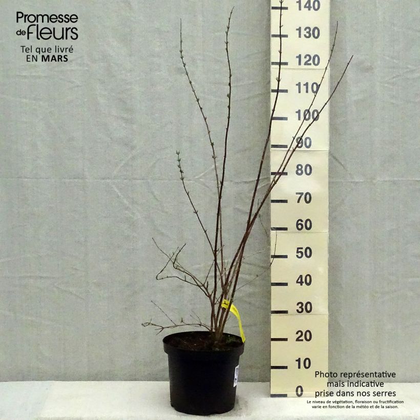 Example of Seringat - Philadelphus Pearls of Perfume Pot de 4L/5L as you get in printemps