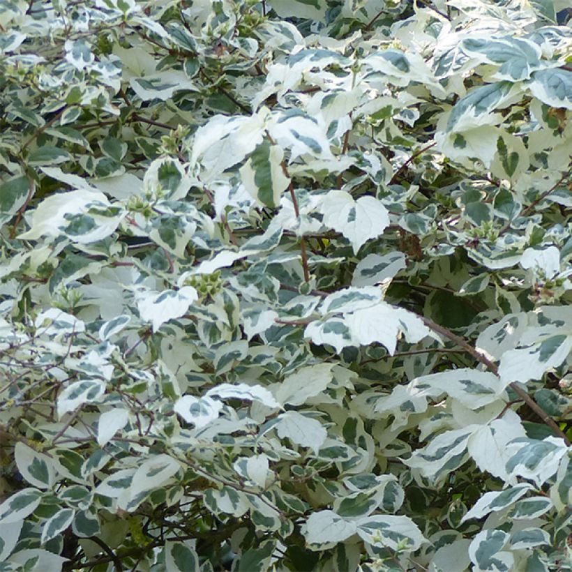 Seringat des jardins - Philadelphus coronarius Variegatus (Foliage)