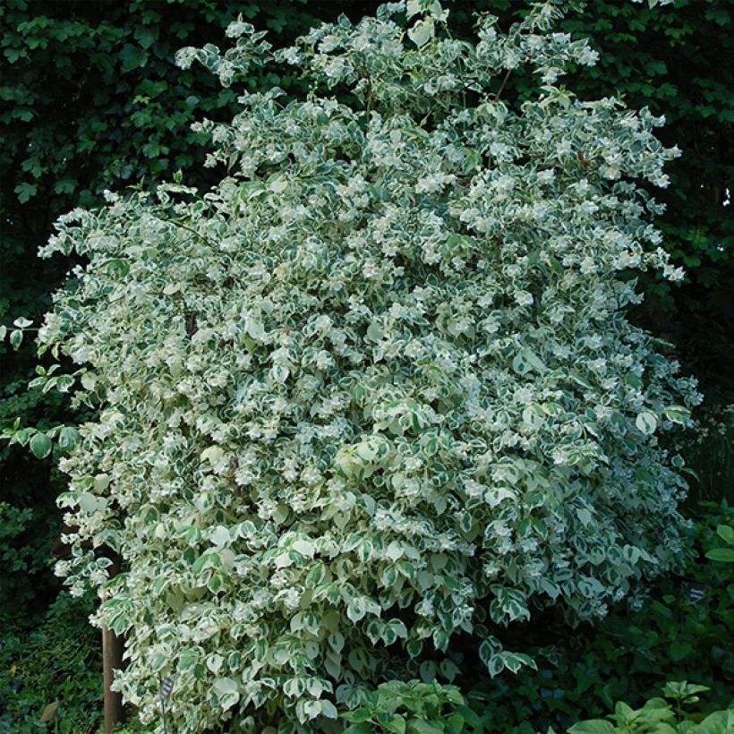 Seringat des jardins - Philadelphus coronarius Variegatus (Plant habit)