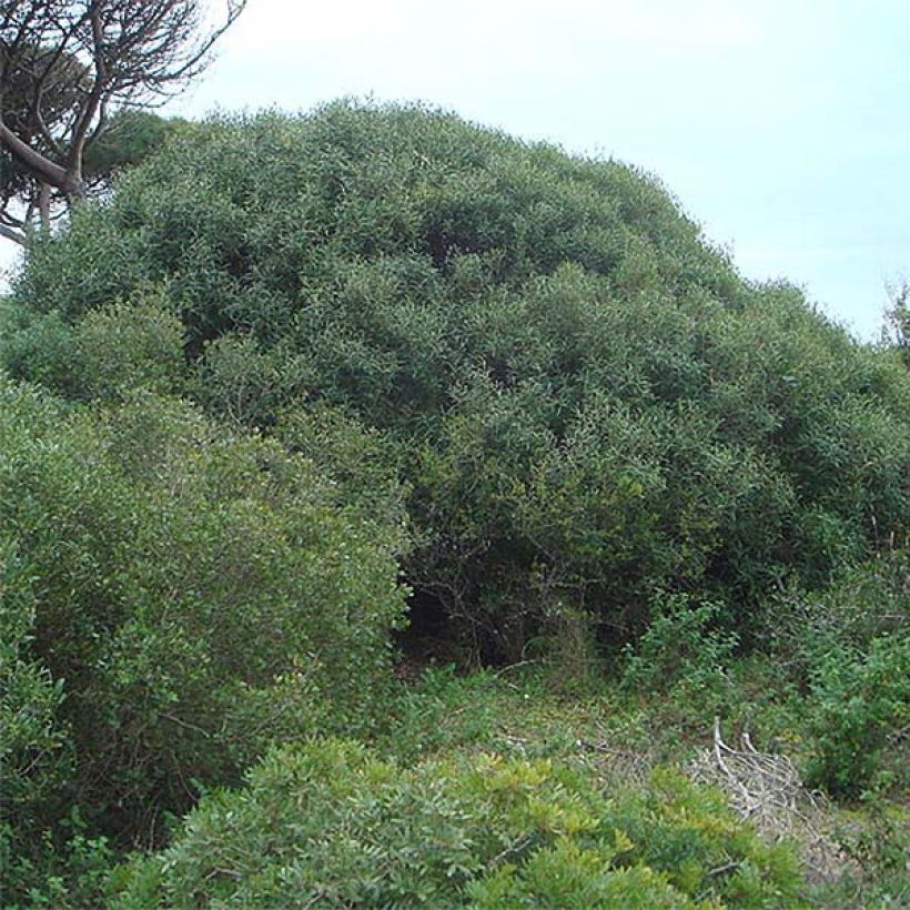 Phillyrea angustifolia - Filaire à feuilles étroites (Plant habit)