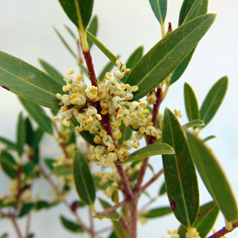 Phillyrea angustifolia - Filaire à feuilles étroites (Flowering)
