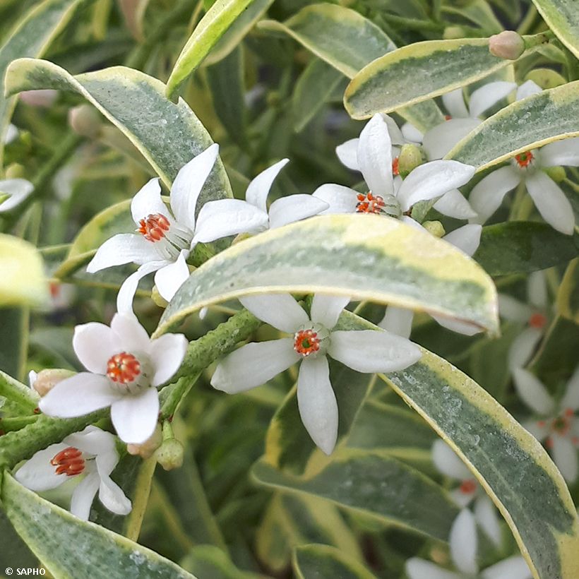 Philotheca (Eriostemon) myoporoides Gold Touch  (Flowering)