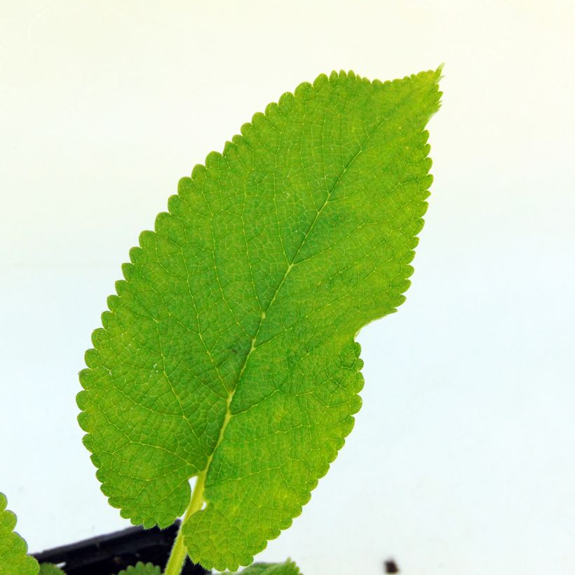Phlomis du Cachemire - Phlomis cashmeriana (Foliage)
