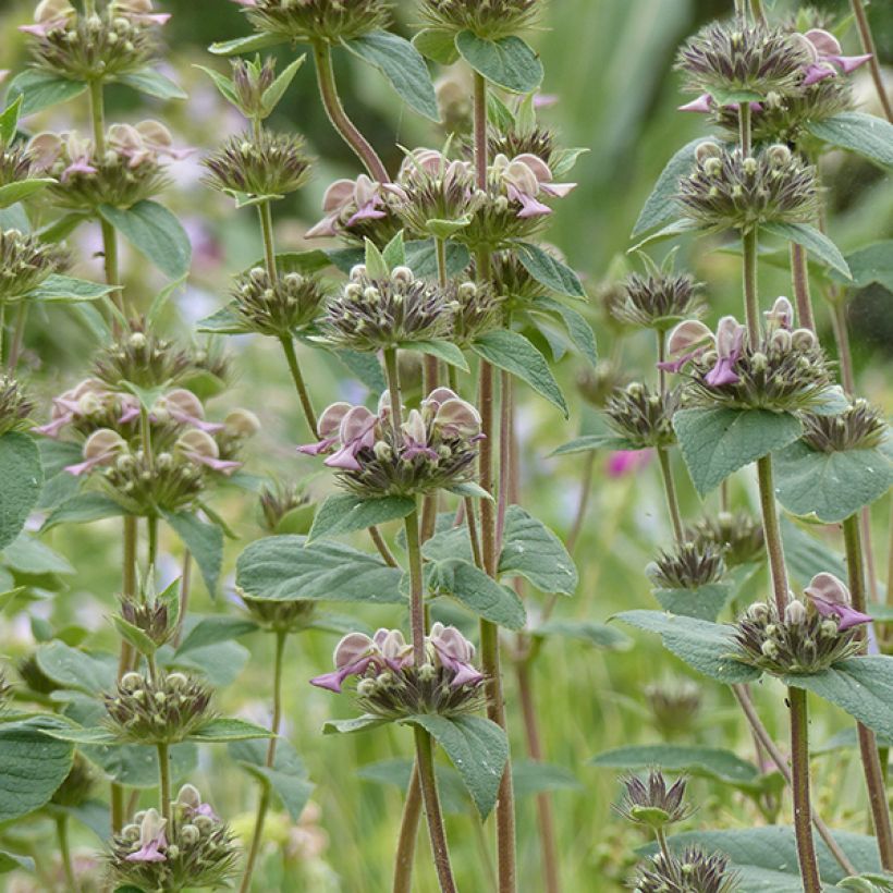 Sauge de Jerusalem - Phlomis samia (Flowering)