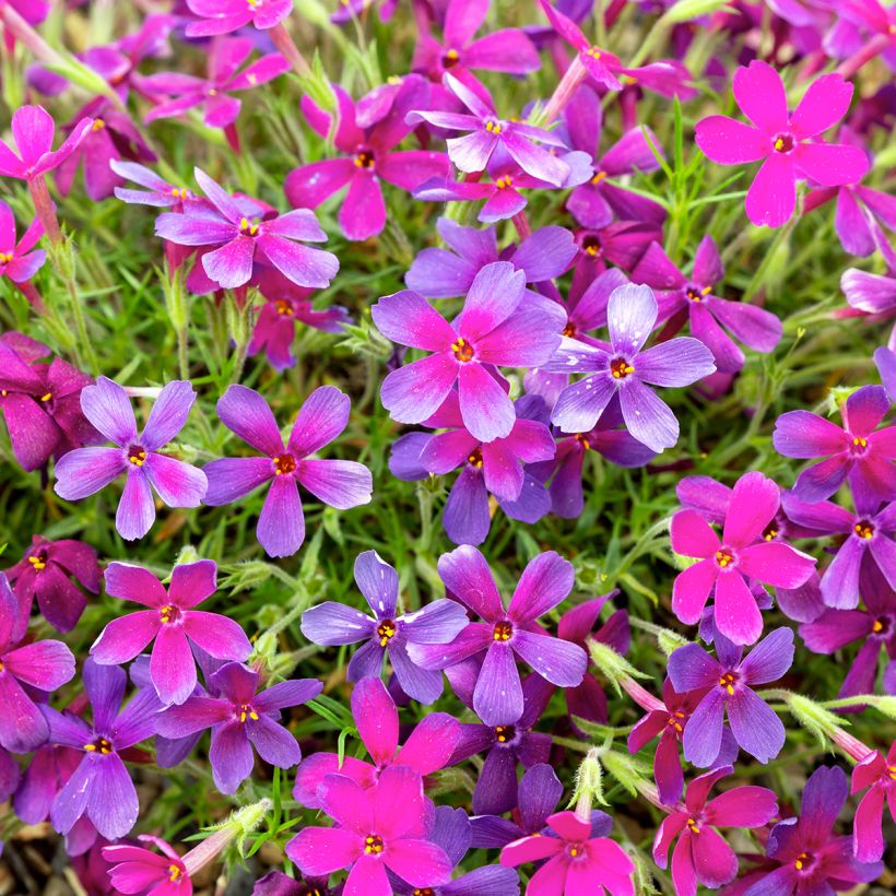 Phlox douglasii Crackerjack - Phlox mousse (Flowering)