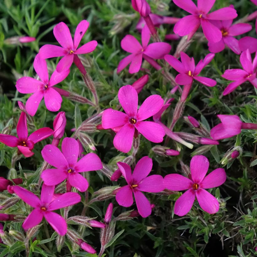Phlox douglasii Ochsenblut - Phlox mousse (Flowering)