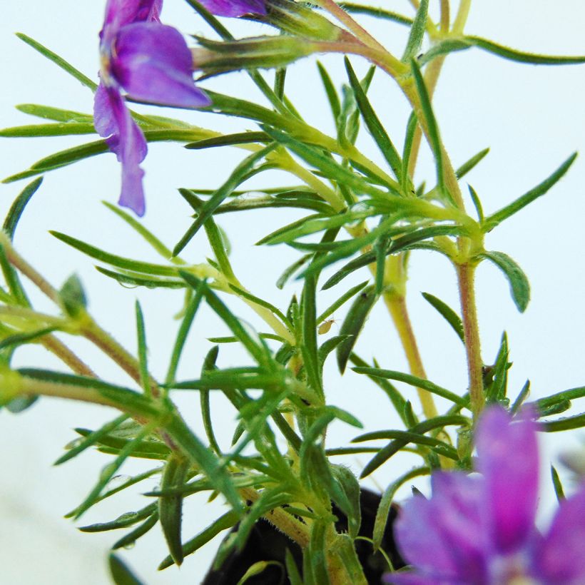 Phlox douglasii Waterloo - Phlox mousse (Foliage)