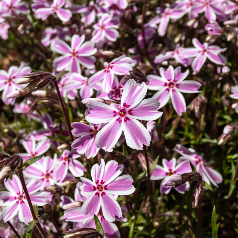 Phlox mousse Candy Stripes - Phlox subulata (Flowering)