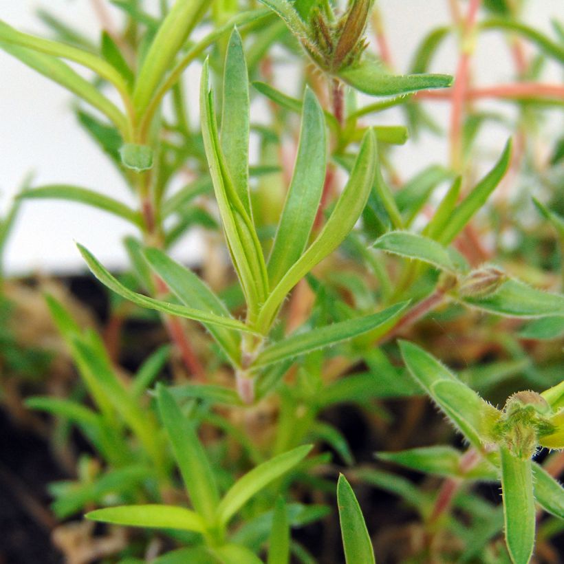 Phlox mousse Scarlet Flame - Phlox subulata (Foliage)
